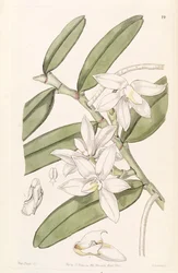 Thrixspermum calceolus